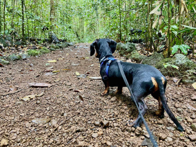 Wongabel State Forest Dog-Friendly Walk