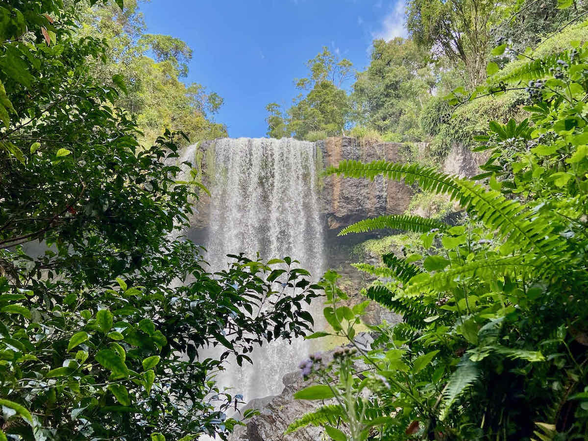 DogFriendly Atherton Tablelands Visiting with a Dog Travelnuity