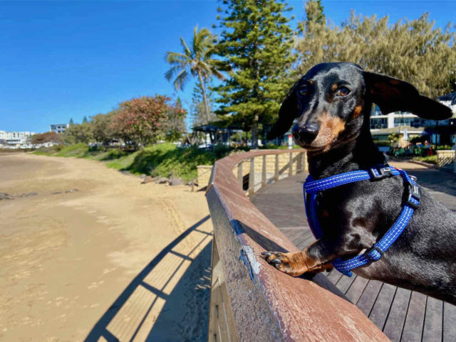 Bargara Foreshore with Dog