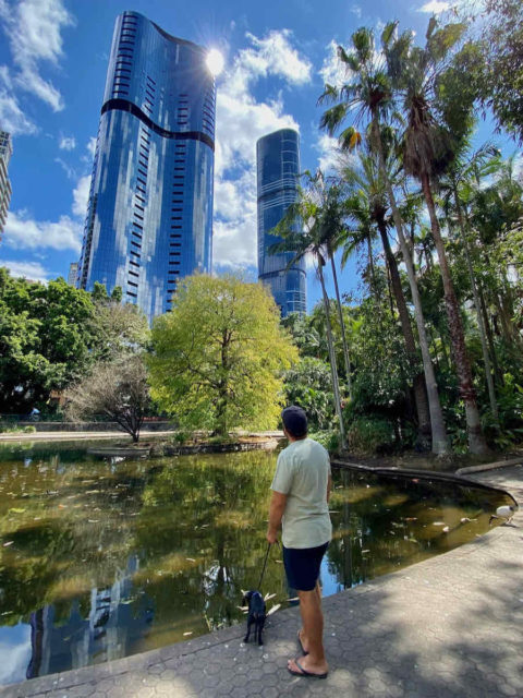 Brisbane City Botanic Gardens Skyline with Dog