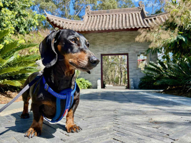 Chinese Garden at Bundaberg Botanic Gardens with Dog