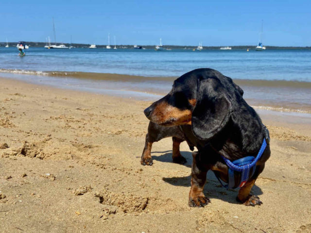 Coochiemudlo Island Off-Leash Dog Beach