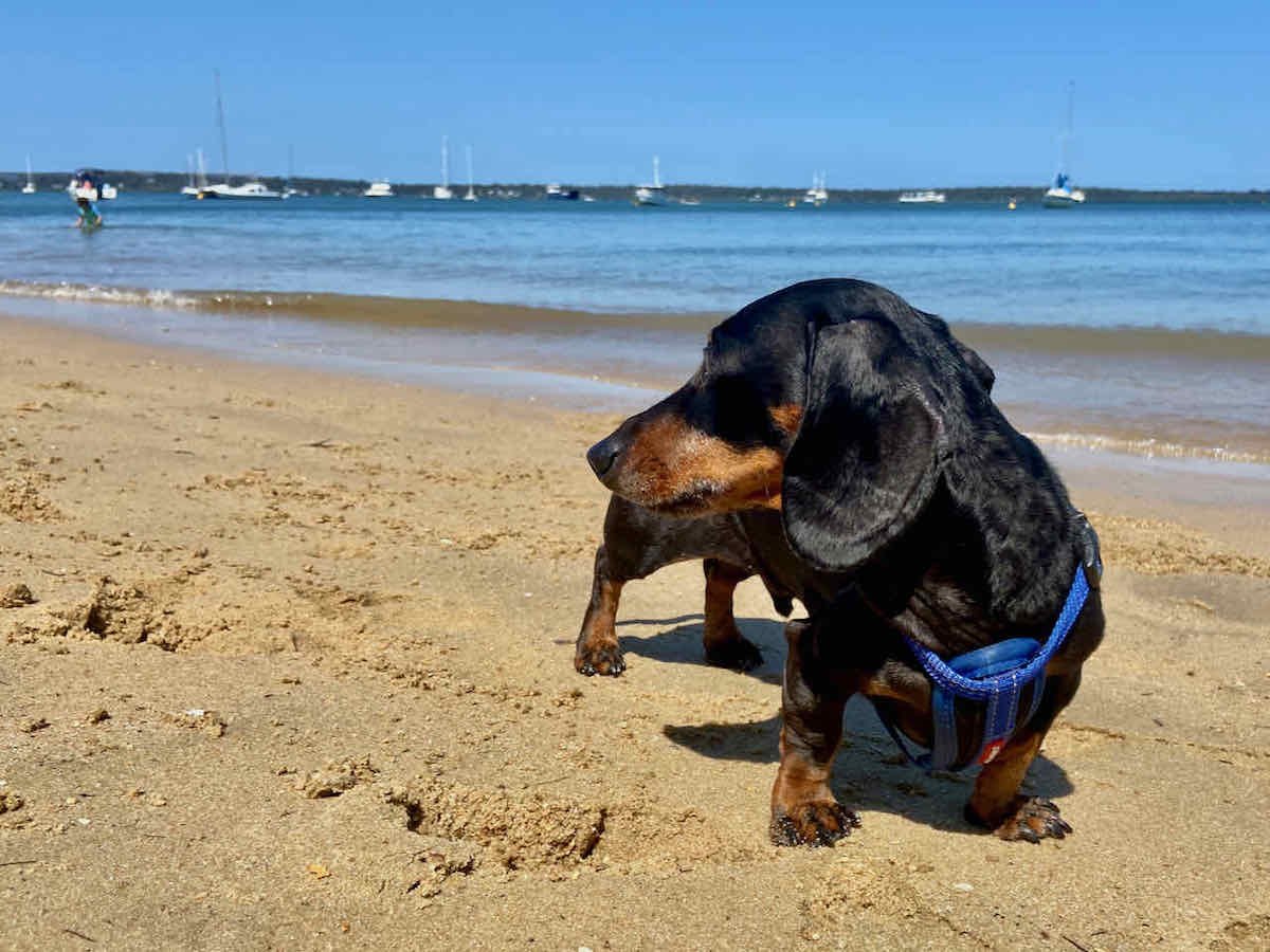 5 Top DogFriendly Islands in Queensland To Visit Travelnuity