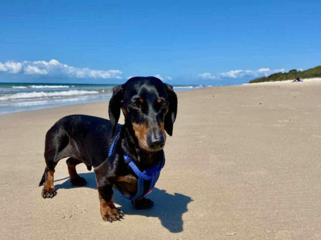 Dog-Friendly Bribie Island