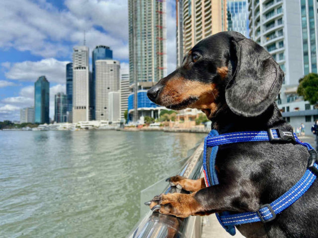 Dog-Friendly Brisbane