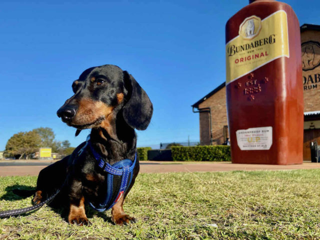 Dog-Friendly Bundaberg