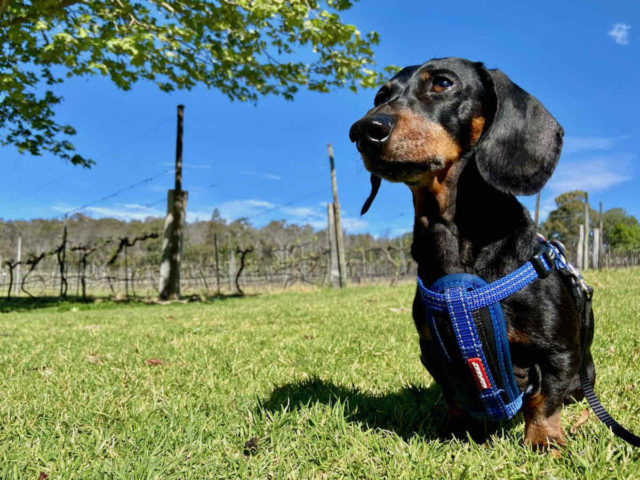 Dog-Friendly Stanthorpe