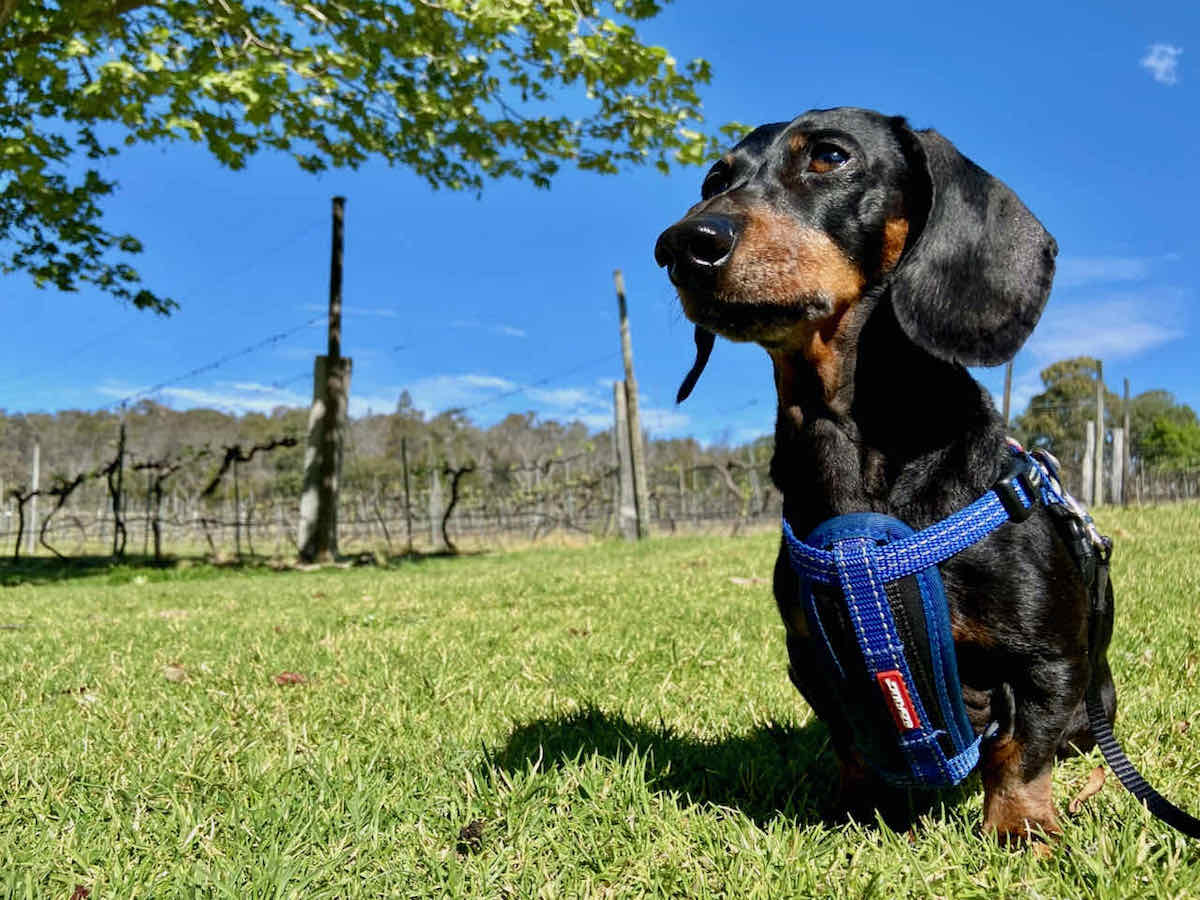 DogFriendly Stanthorpe Visiting Stanthorpe with a Dog Travelnuity