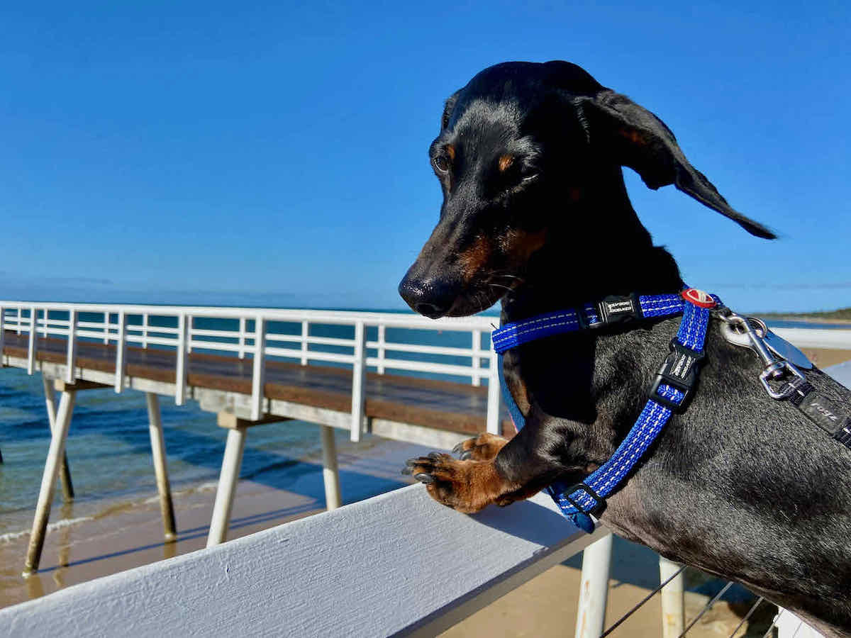 DogFriendly Hervey Bay Visiting Hervey Bay with a Dog Travelnuity