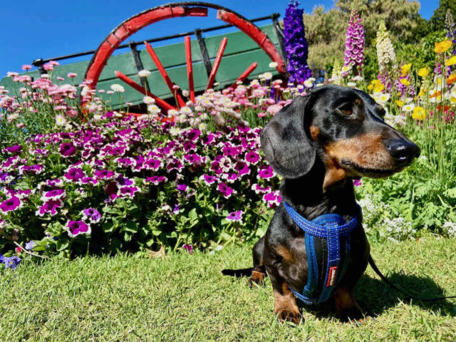 Dog-Friendly Laural Bank Park