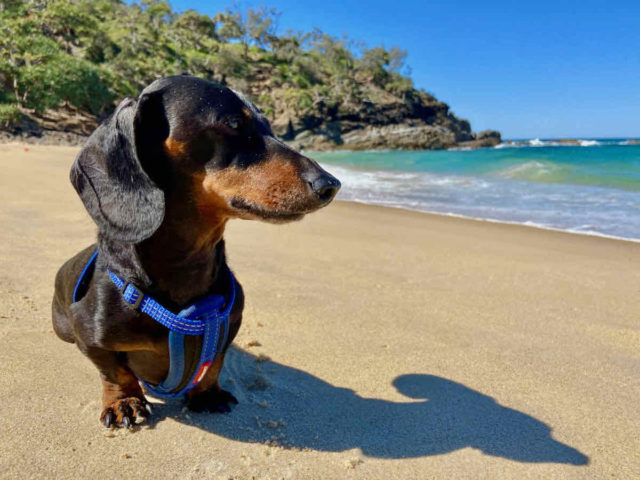 Dog-Friendly Sunshine Coast
