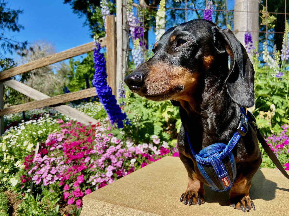 6 Best DogFriendly Weekend Getaways from Brisbane Travelnuity