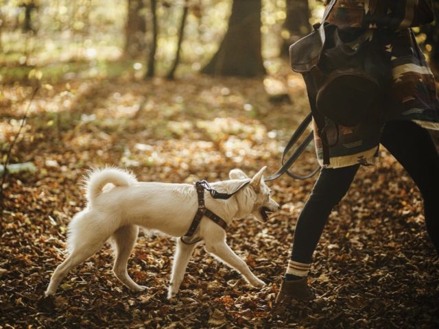 Dog-Friendly Walks Canada