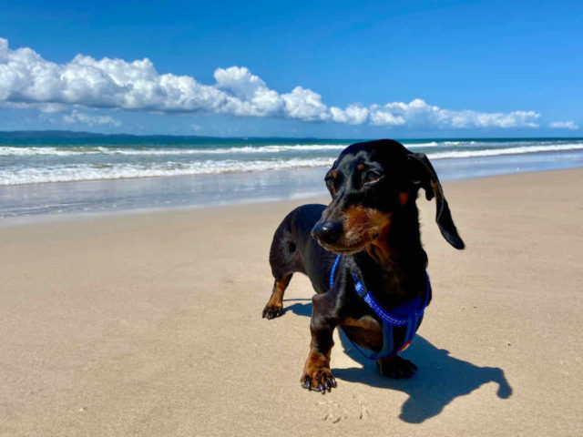 Dog-Friendly Beaches Brisbane