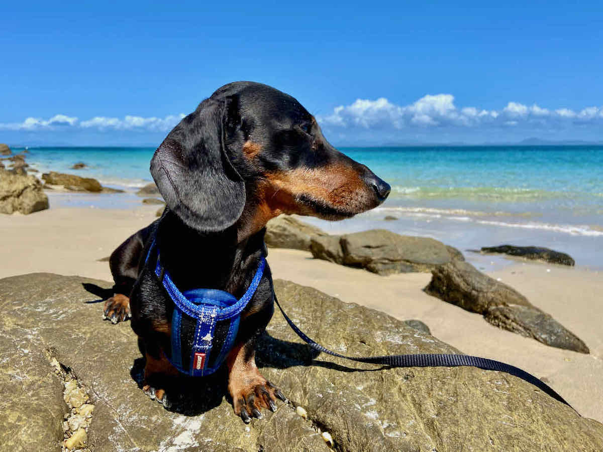 DogFriendly Yeppoon Visiting Yeppoon with a Dog Travelnuity