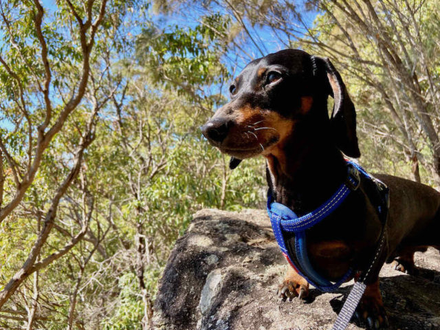 Dog Hiking Mt Ninderry