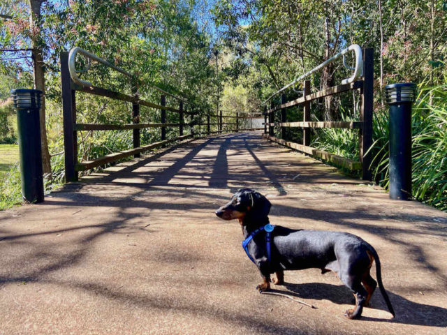 Dog Off-Leash at Garnet Lehman Park