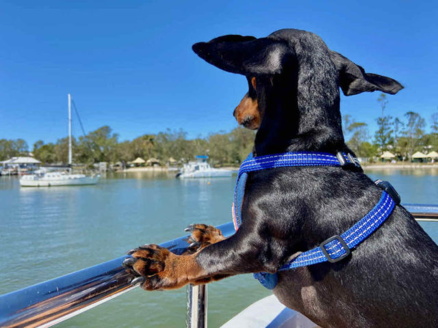 Dog Onboard Noosa Ferry