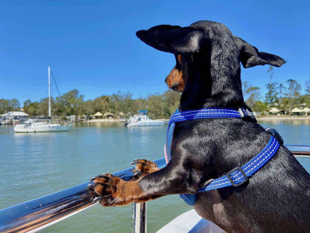 dog friendly ocean cruises