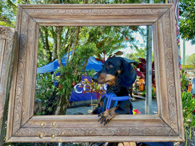 Dog at Eumundi Markets