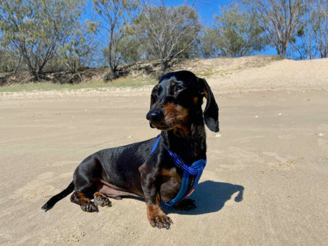 Dog at Off-Leash Southern End of Woodgate Beach