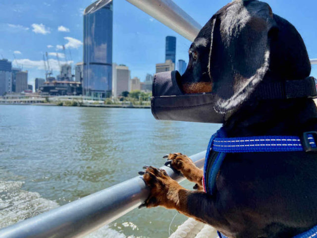 Dog on Brisbane Ferry