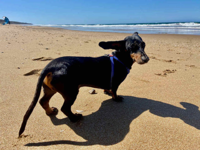 Dog on Off-Leash Agnes Water Beach