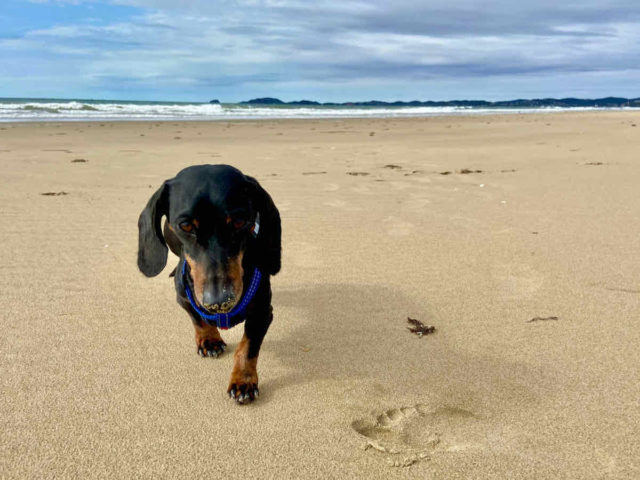 Farnborough Beach with Off-Leash Dog