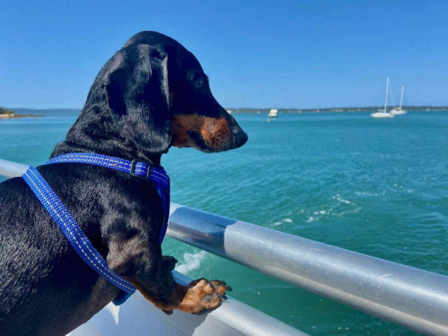 Ferry to Coochiemudlo Island with Dog