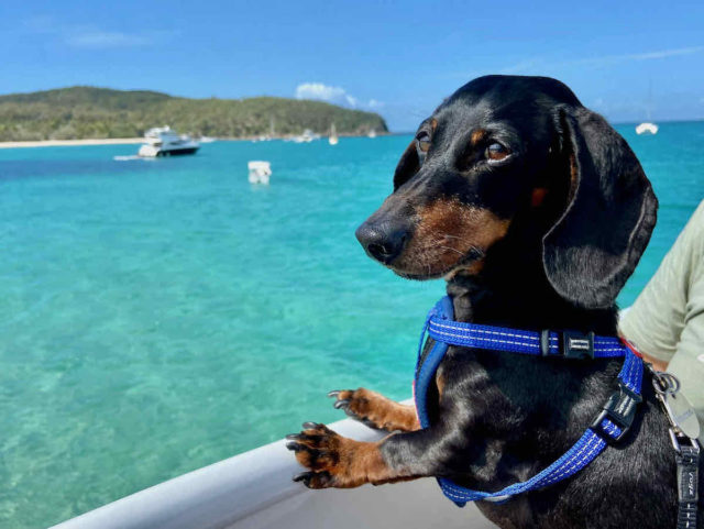 Ferry to Great Keppel Island with Dog