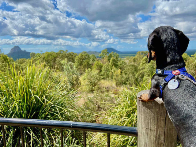 Glass House Mountains Lookout with Dog
