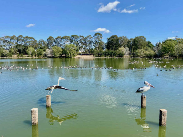 Lakes at Bundaberg Botanic Gardens