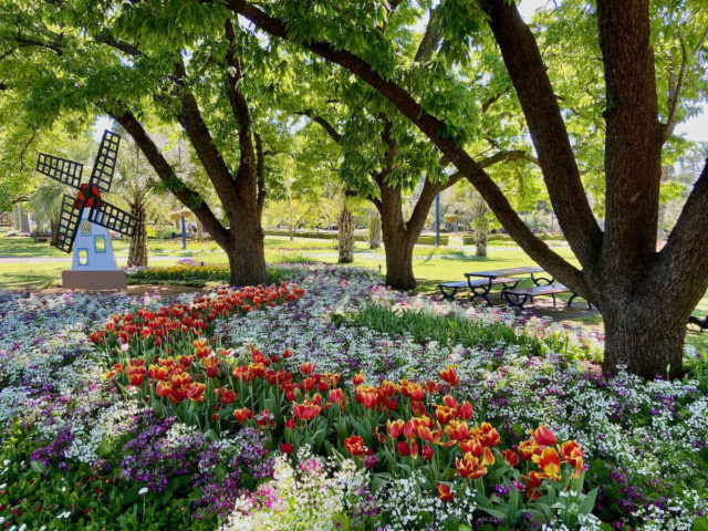 Laural Bank Park Tulips