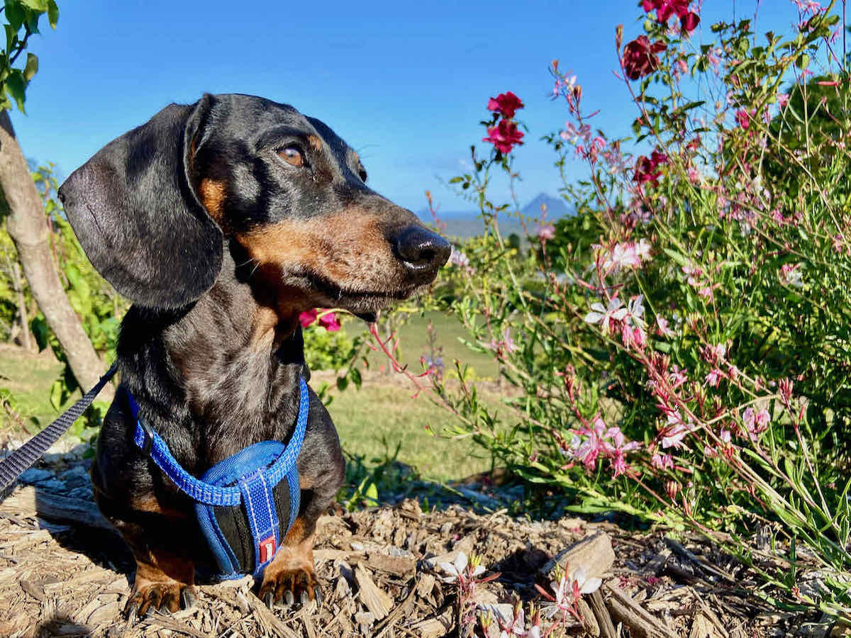 7 Best DogFriendly Botanic Gardens in Queensland Travelnuity