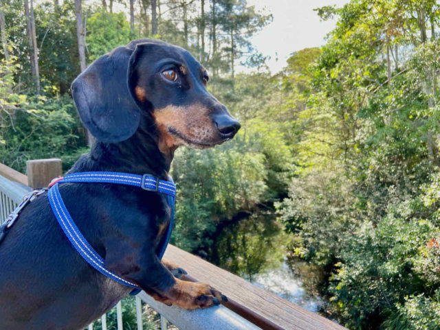 Maleny Trail with Dog