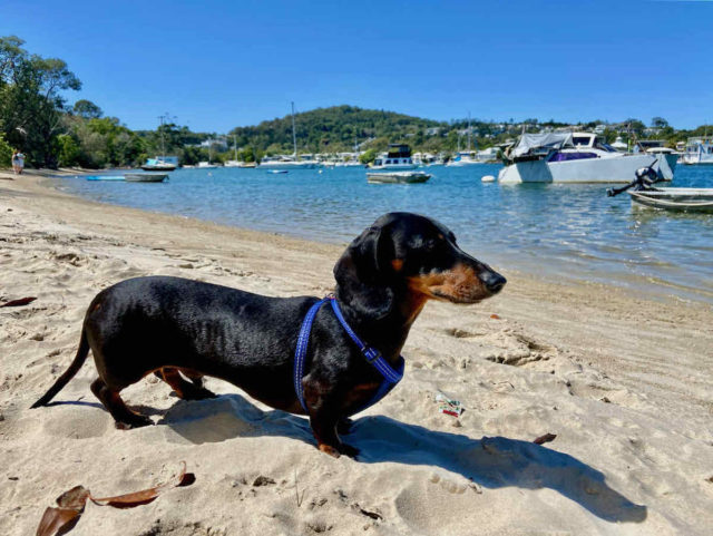 Noosa Spit with Dog