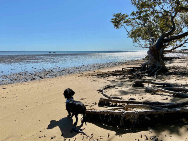 Off-Leash Point Vernon Foreshore