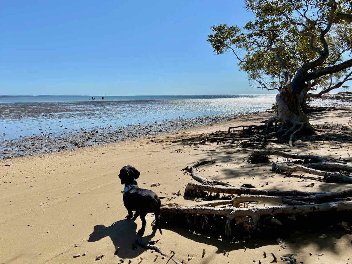 DogFriendly Hervey Bay Visiting Hervey Bay with a Dog Travelnuity
