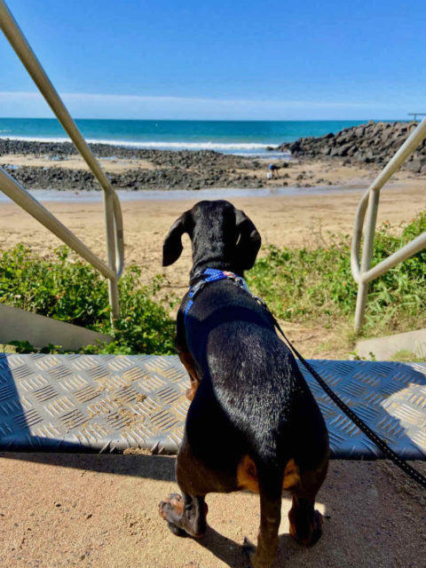 On-Leash Bargara Foreshore Beach