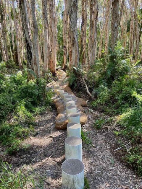 Paperbark Forest Trail