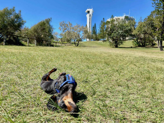 Point Cartwright Reserve with Dog Rolling