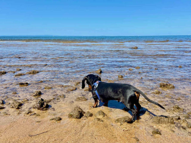 Queens Beach North with Dog