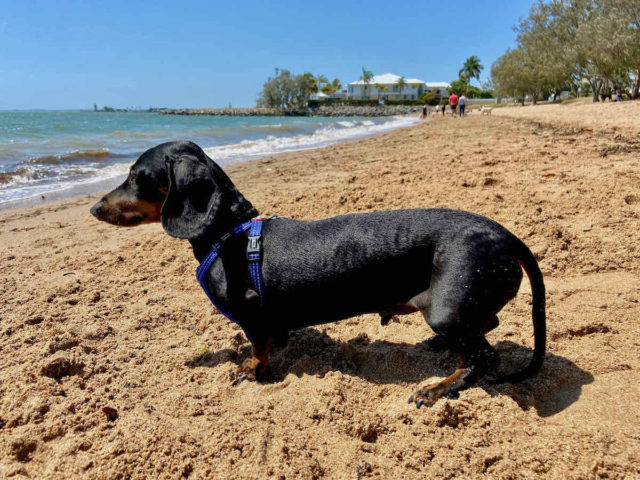 Raby Bay Foreshore Park Off-Leash Dog Beach