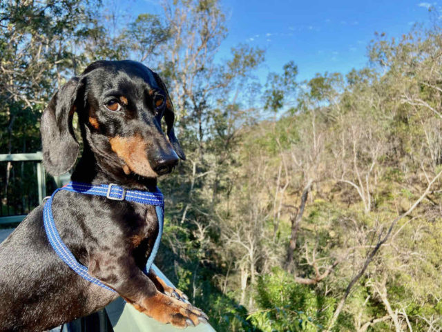 Simpson Falls with Dog