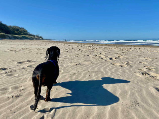 Stumers Creek Beach with Dog