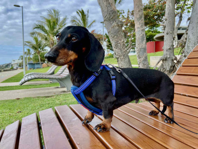 Sun Lounges on Yeppoon Foreshore with Dog