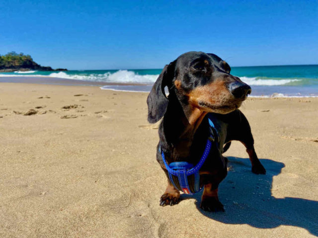Sunshine Beach North with Dog
