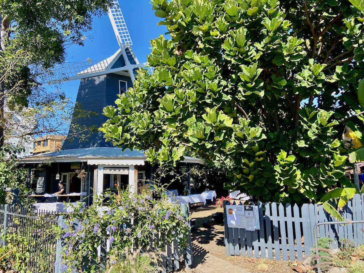 DogFriendly Bundaberg Visiting Bundaberg with a Dog Travelnuity