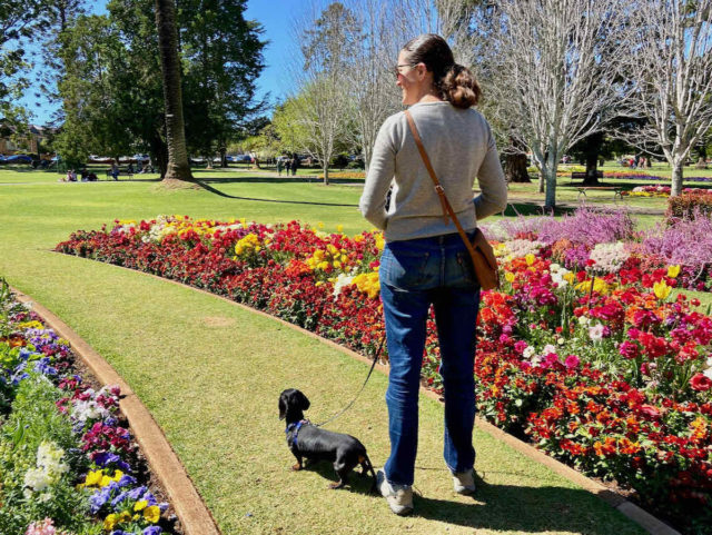 Toowoomba Carnival of Flowers Walking with Dog