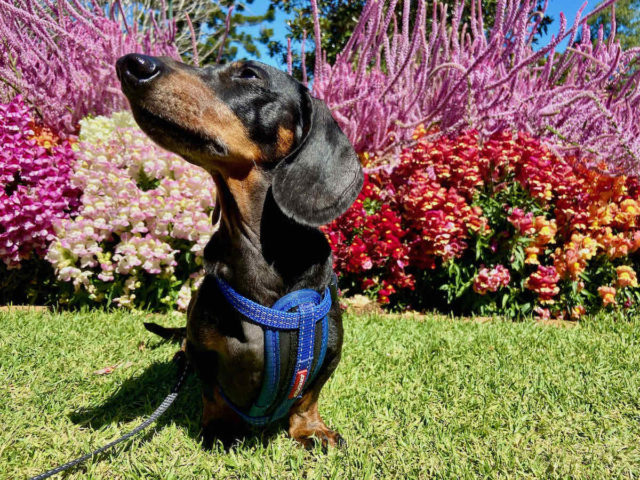 Toowoomba Carnival of Flowers with Dog